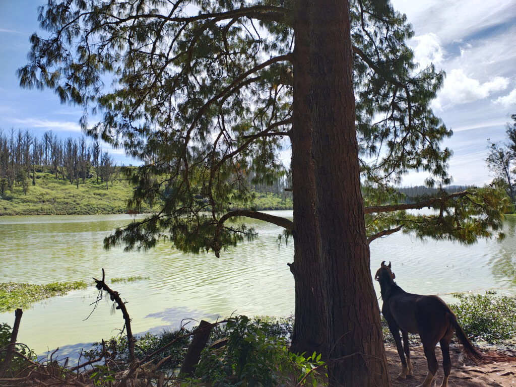Pine lake forest